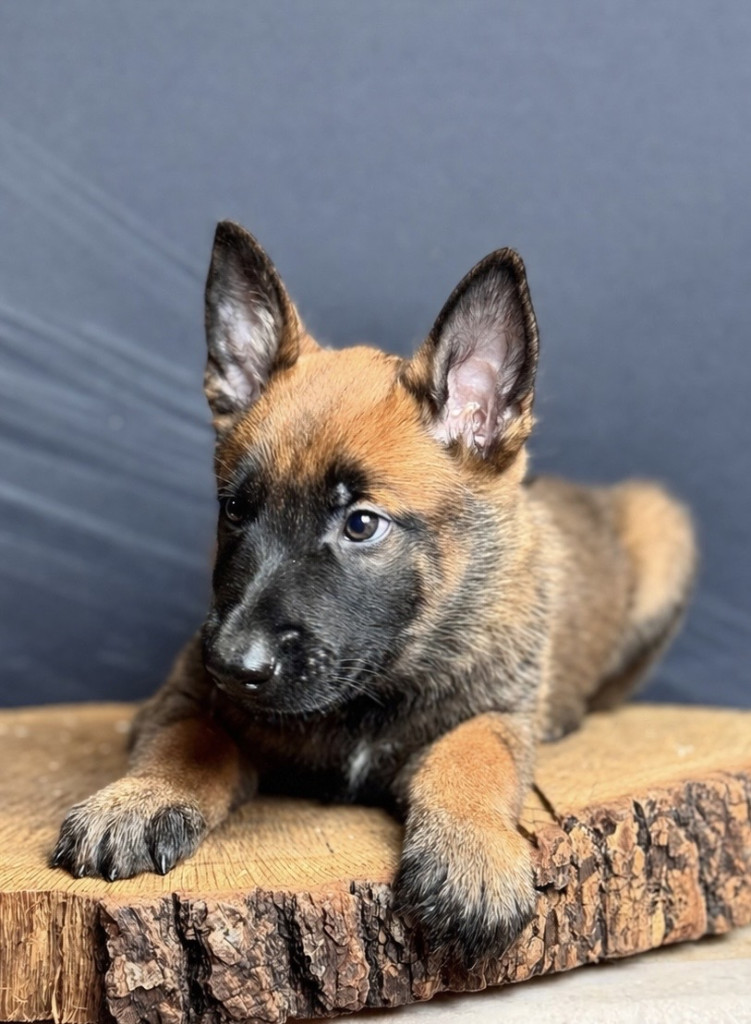 SHEBA KONE M2