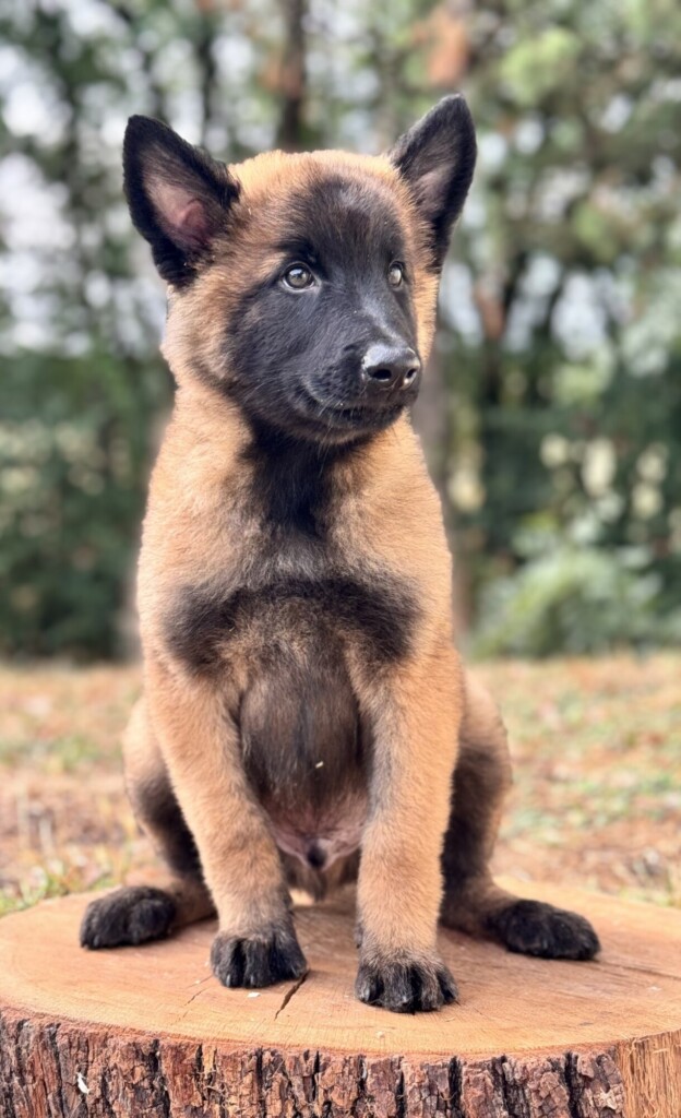 SWEETY MALE 1