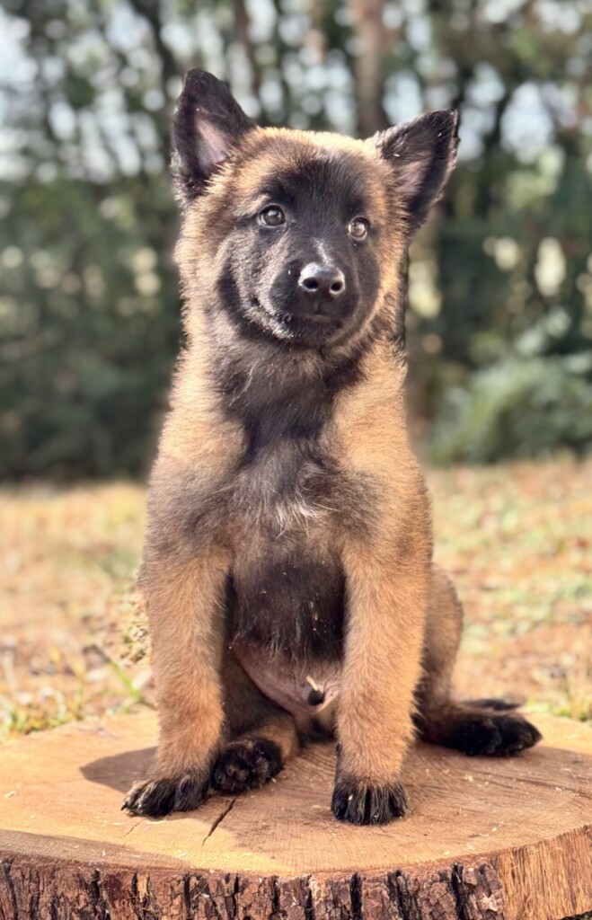 SWEETY MALE 2