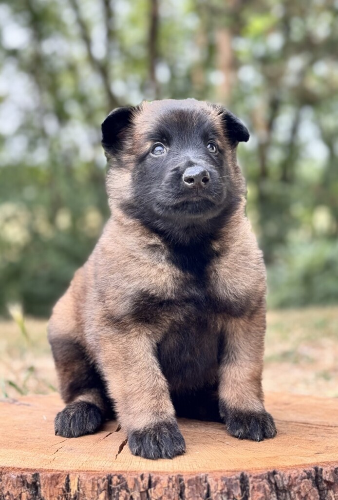 SWEETY MALE 1