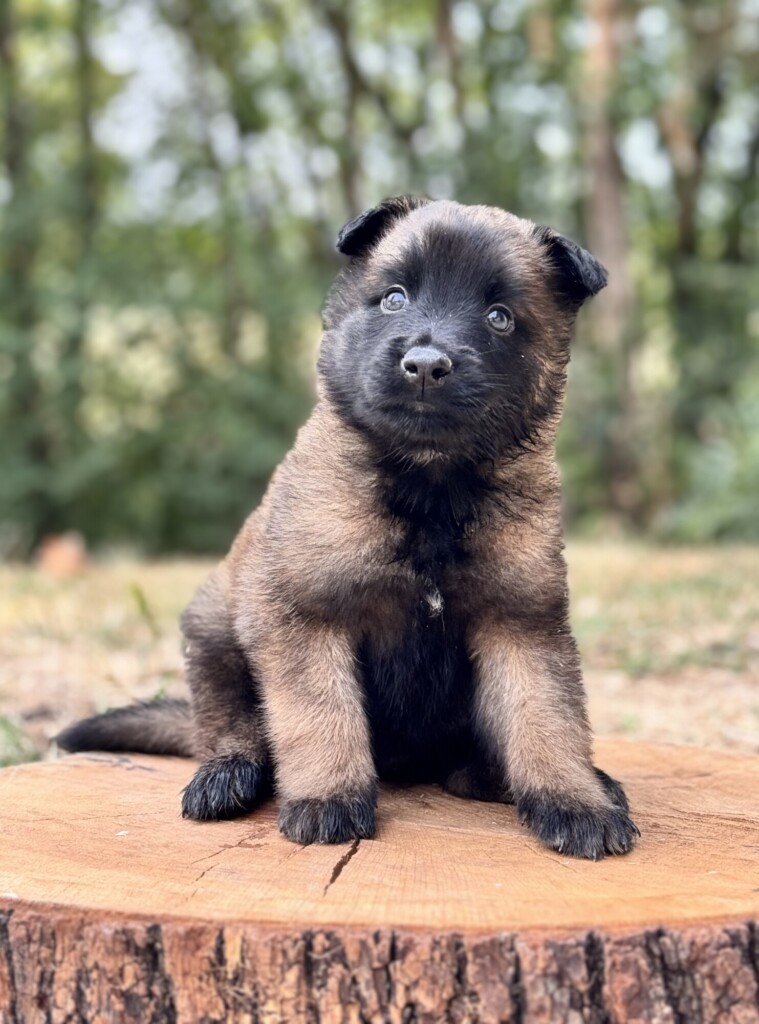 SWEETY MALE 2