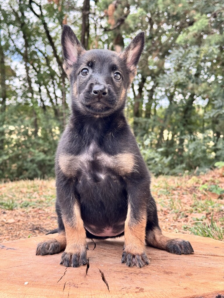 TIC TAC F7