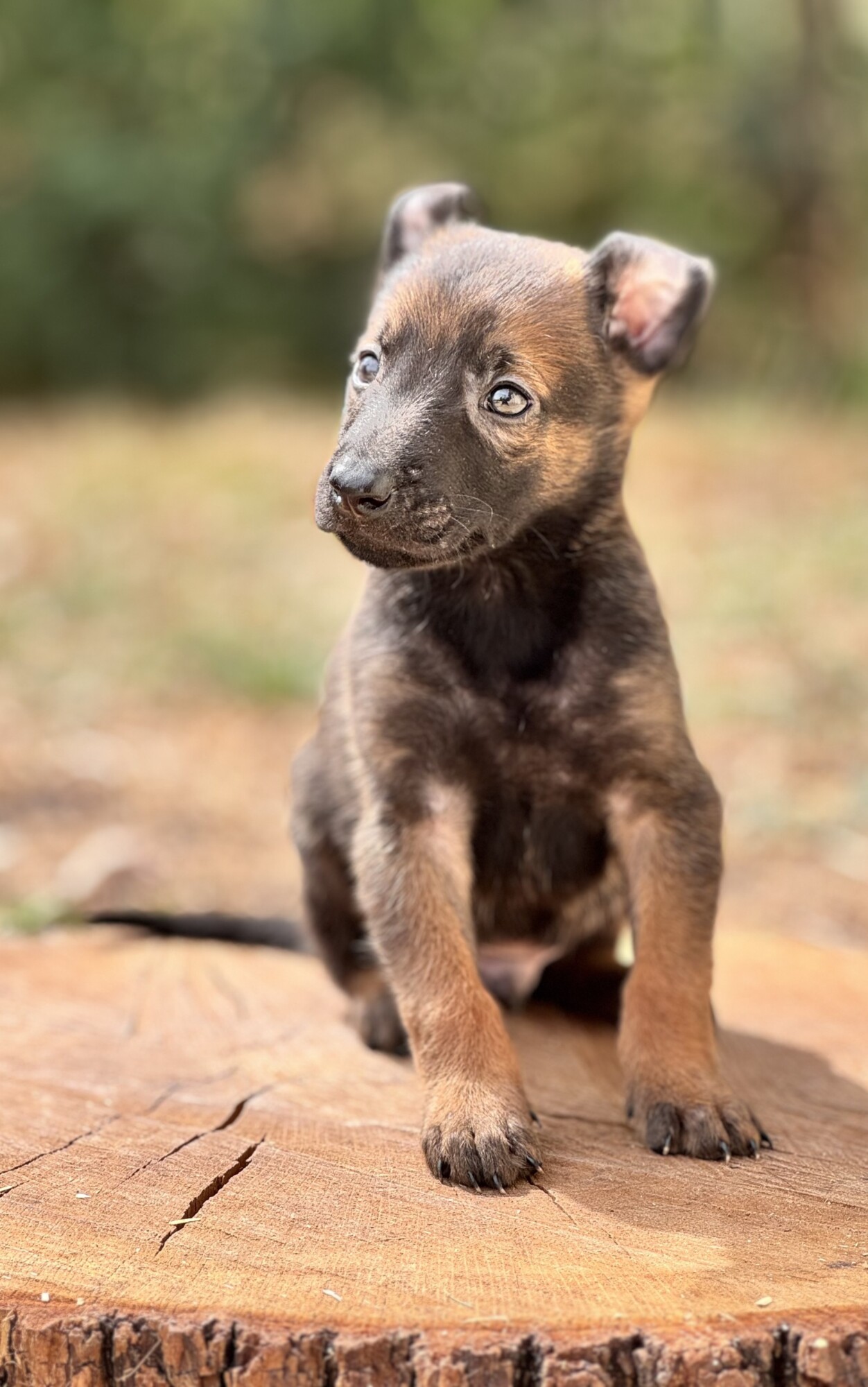 URCA TOGO M3